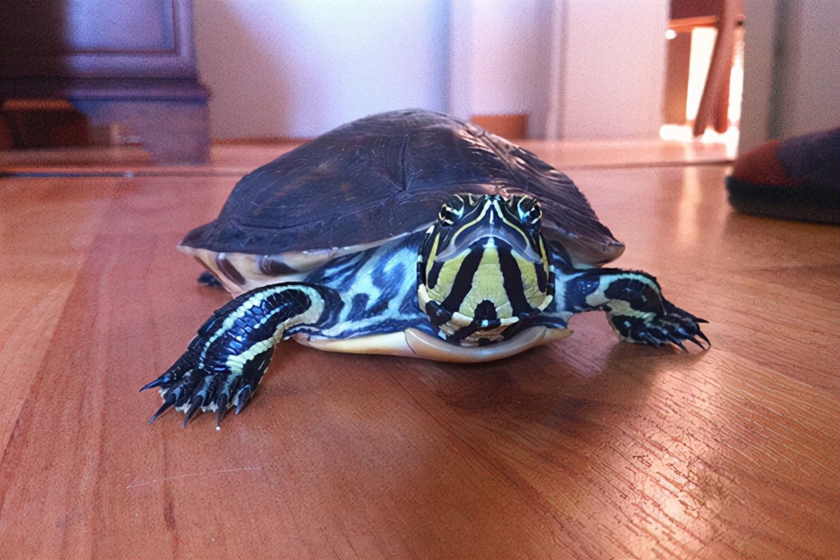 乌龟喂养多久吃一次龟粮比较好,养乌龟一次喂多少龟粮合适