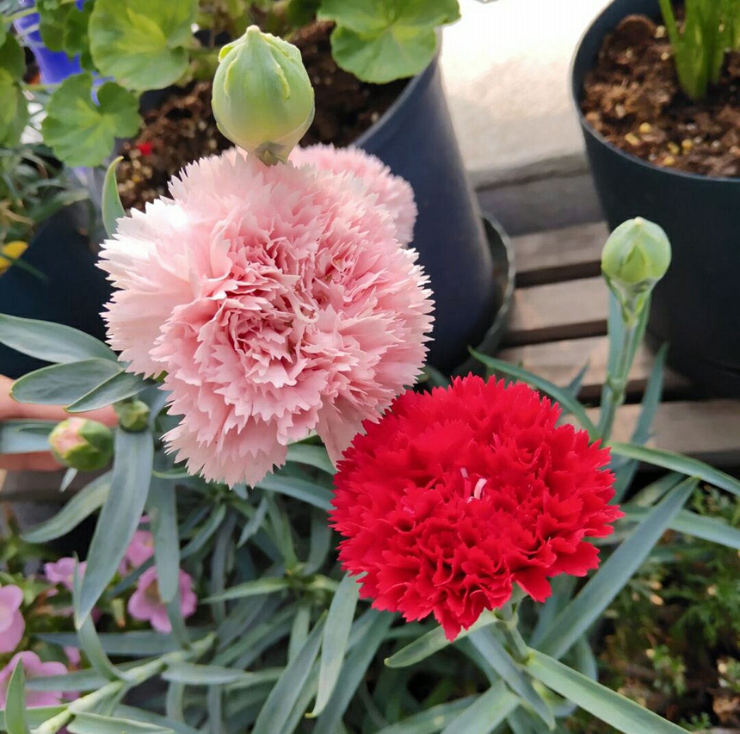 盆栽康乃馨晒枯萎怎么补救,康乃馨盆栽花枯萎怎么修剪