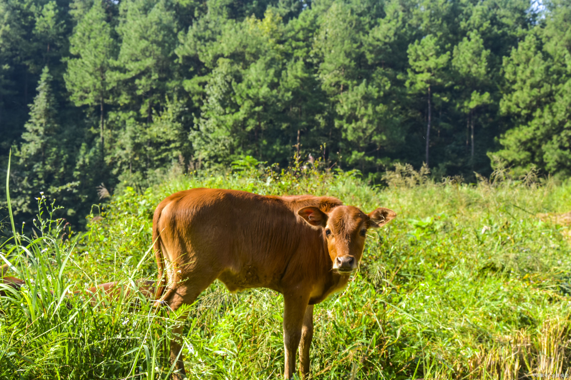 牛传染病防治小知识,牛传染病