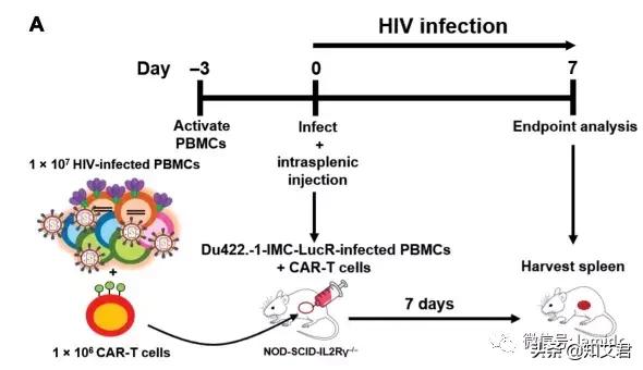 美国治疗艾滋病新思路,用治疗癌症的CAR-T方法治疗HIV有效率97%