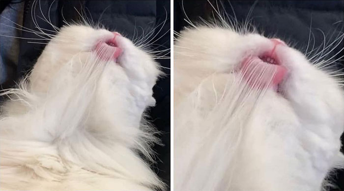 猫咪虽可爱但被抓,猫咪小尖牙