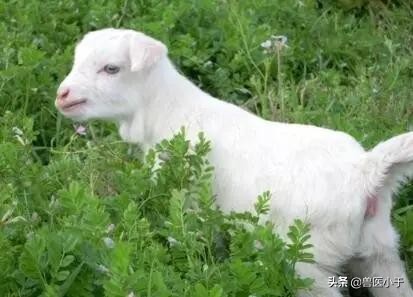 怀孕母羊突然不肯吃食了,母羊临产前不下奶