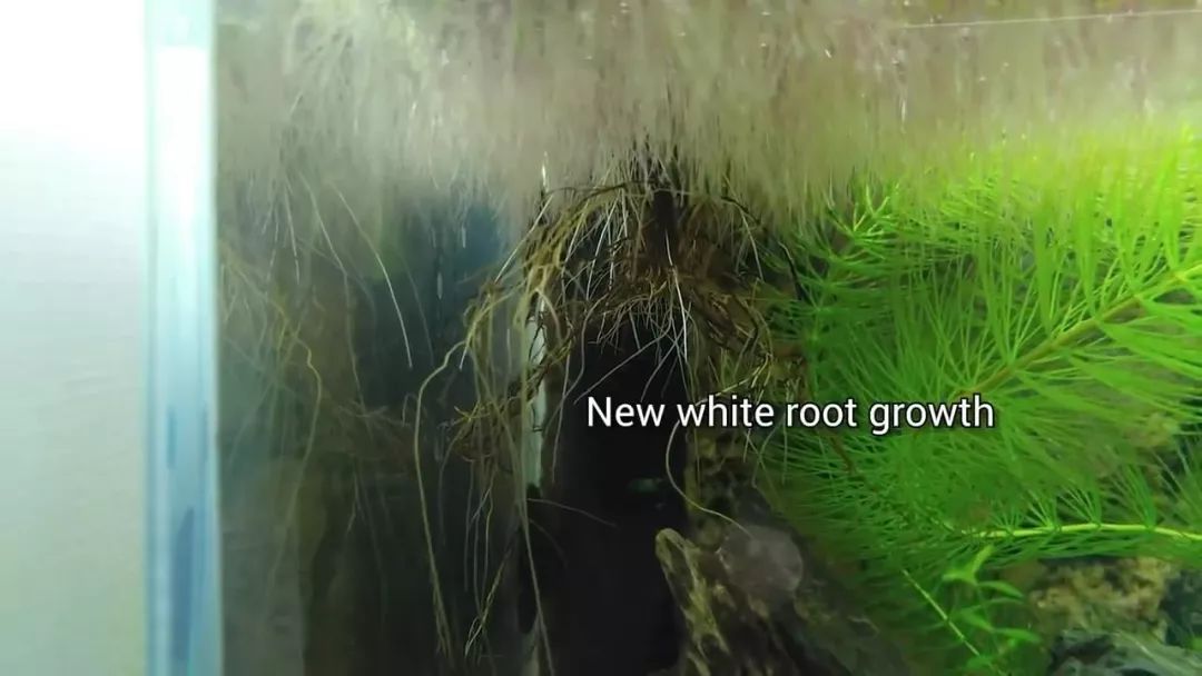 我穷到连最简单的过滤器都买不起，干脆就开了个三无草缸！