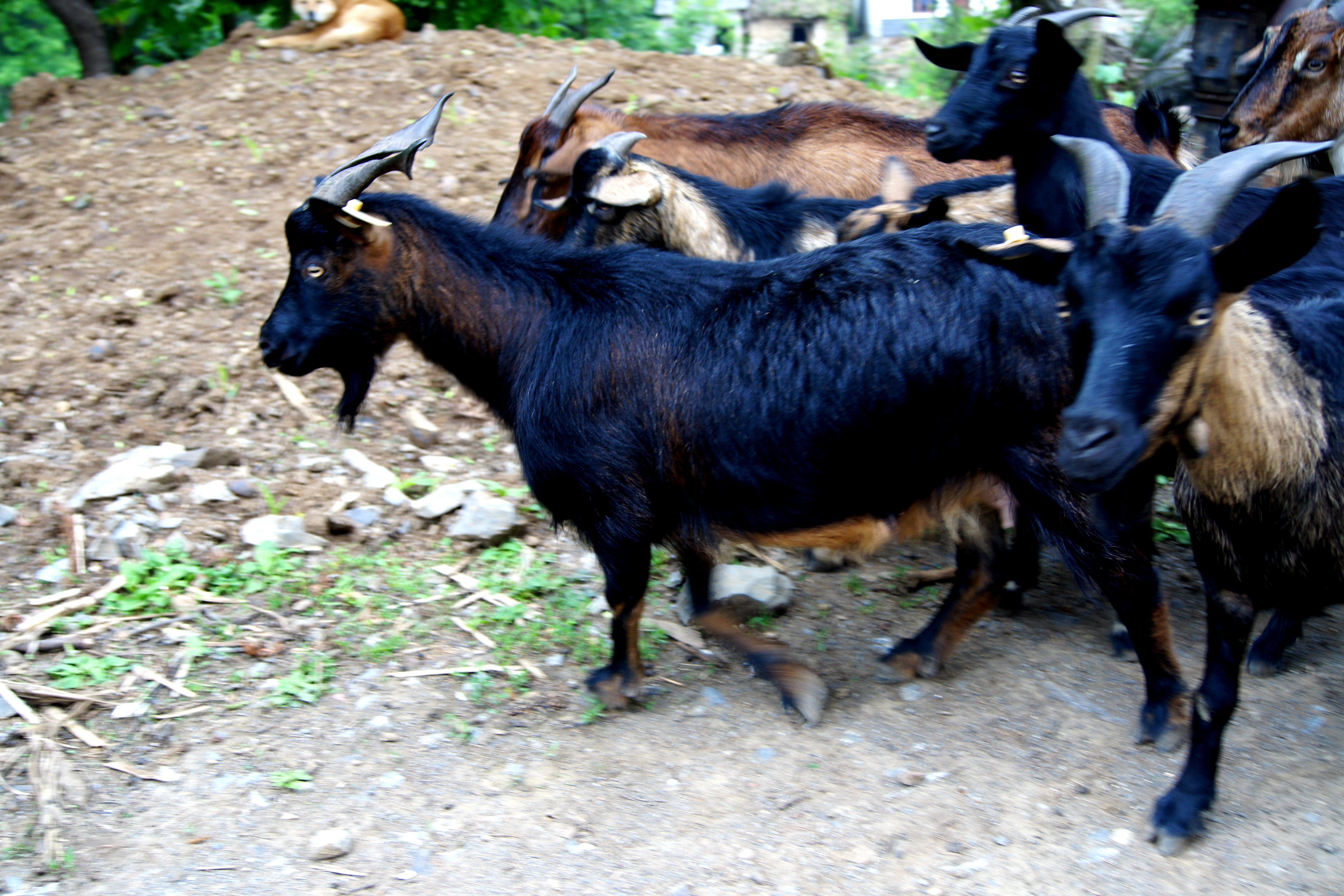养20只母山羊的前景与利润怎样,养山羊羊羔技术及羊的养殖方法