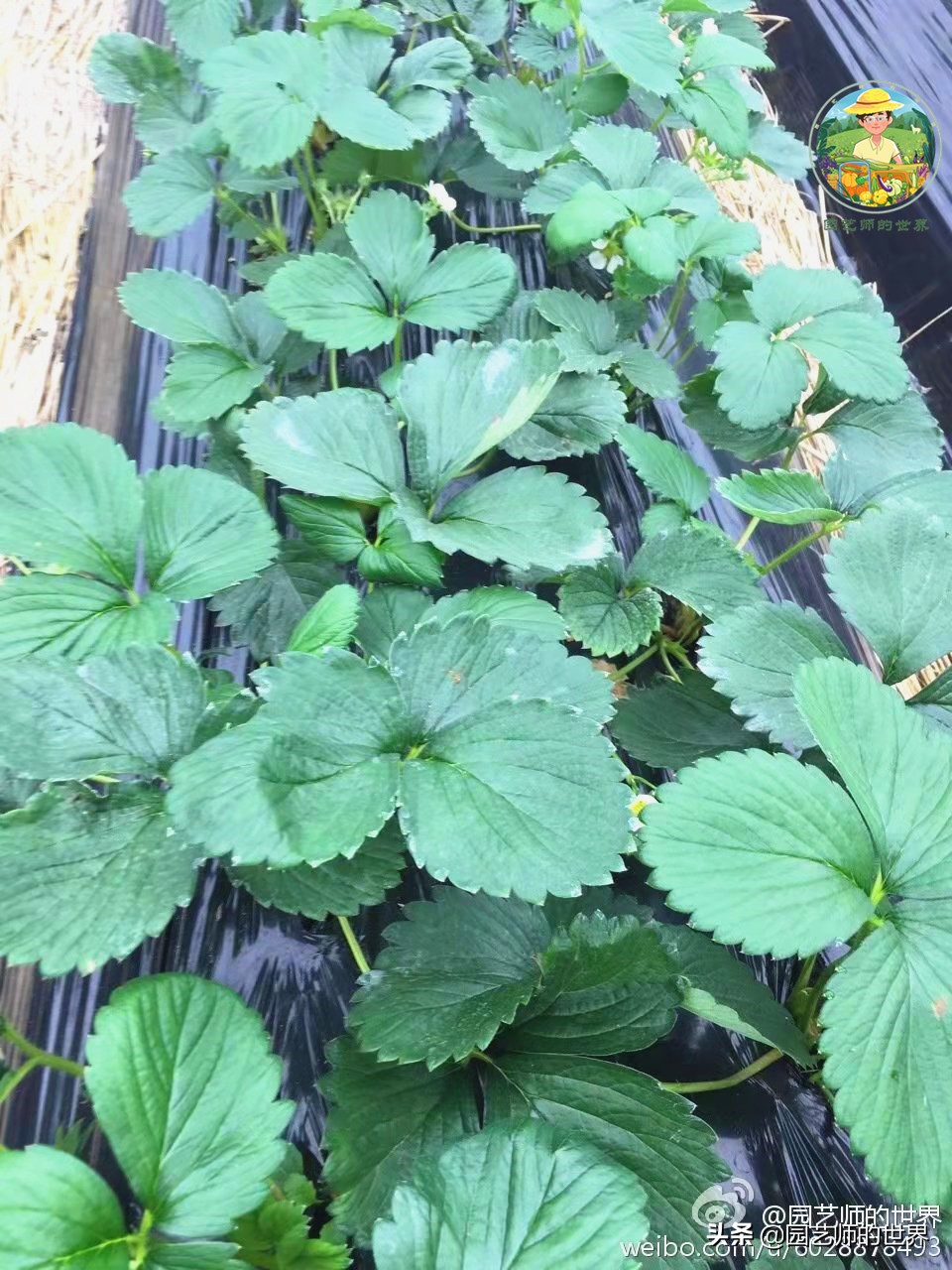 夏季草莓还能开花结果吗,草莓夏季高产