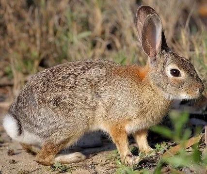 你不了解的野性,成年人无法徒手抓起一只野兔,兔子蹬鹰有绝招