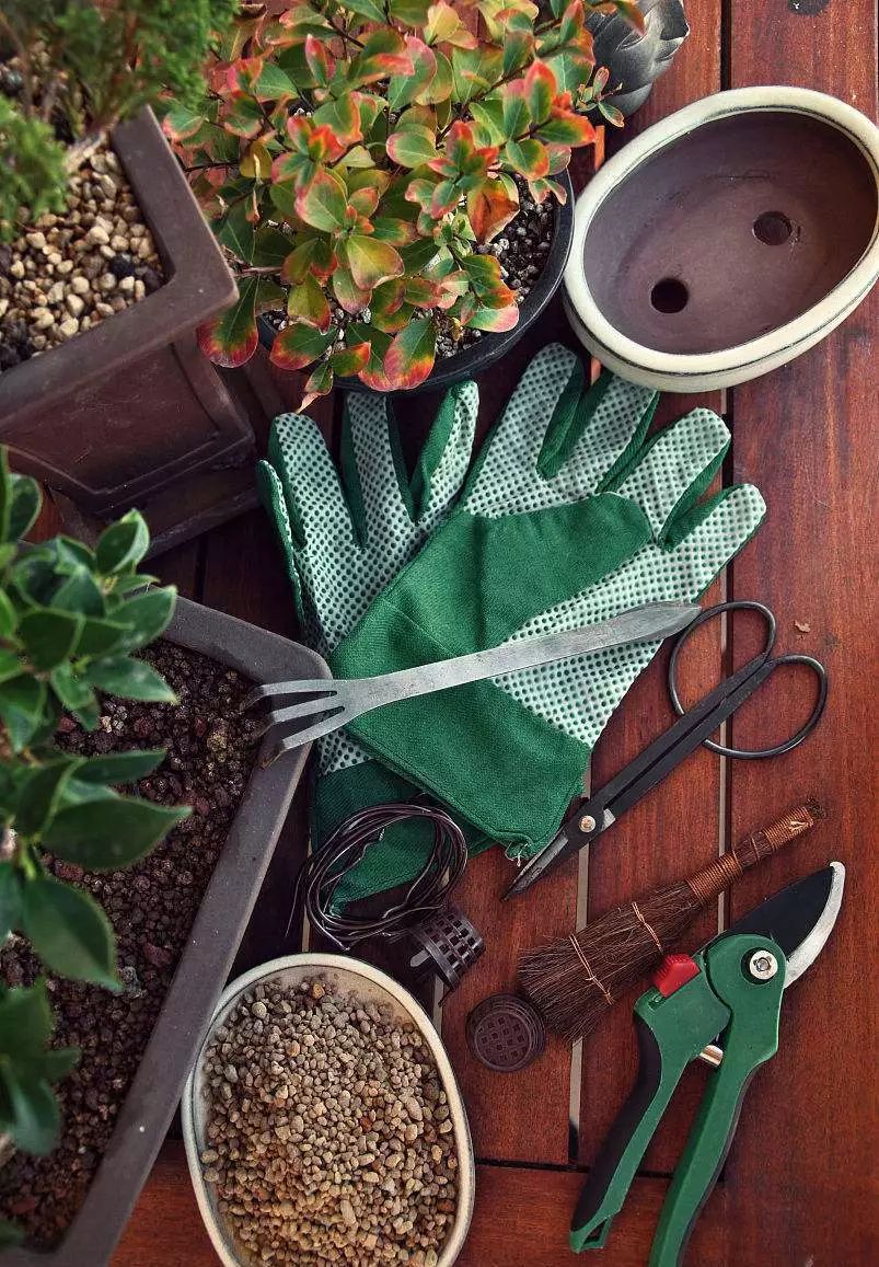 压条属于根繁殖还是茎繁殖,压条繁殖包括哪三种方式