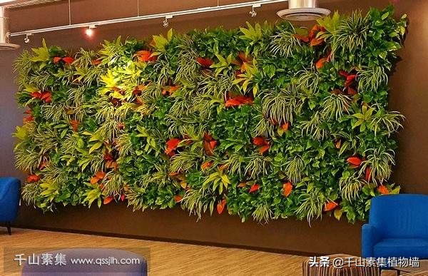 室内阳台种植物招财又旺宅,室内风水招财植物及图片