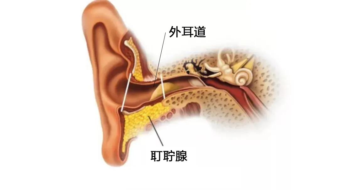 耳屎一定要全部清除吗,耳屎到底要不要挖终于知道答案了