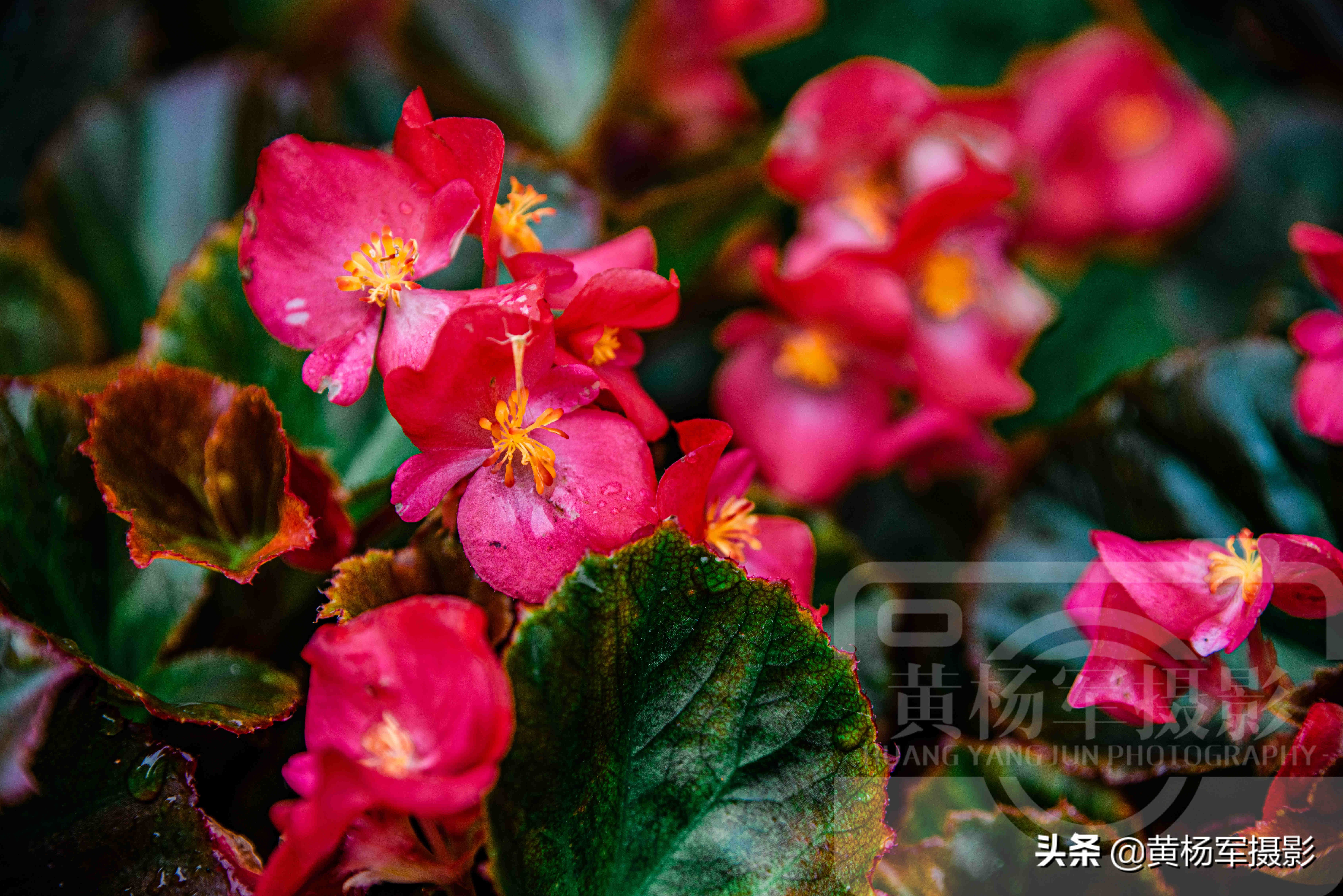 四季海棠花哪一种最漂亮,绚丽四季海棠花