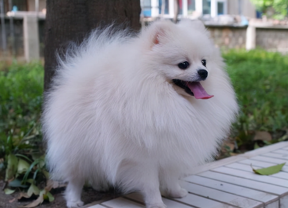 养狗狗是养博美好还是养泰迪好,养小博美是一种什么样的体验