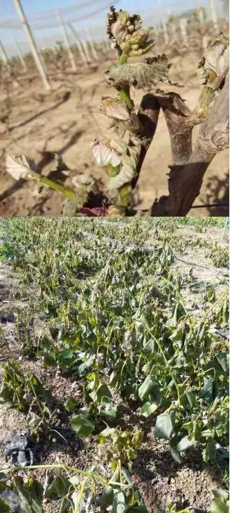 葡萄霜冻后还结葡萄吗,葡萄防霜冻打什么药