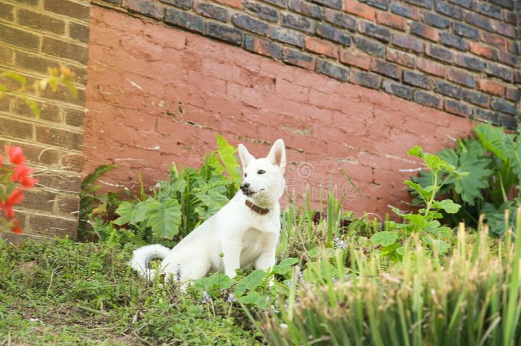 这才是哈士奇的正确打开方式热搜,这才是哈士奇的正确打开方式拉船