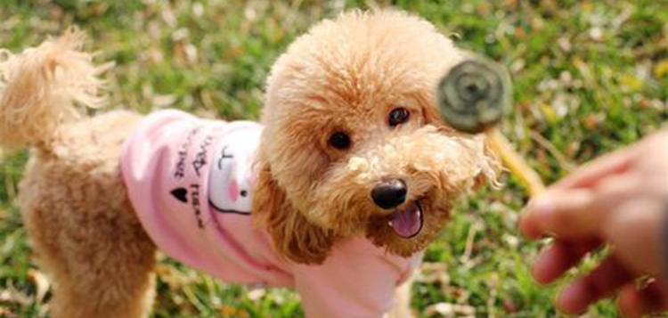 泰迪狗狗偏瘦怎样喂才能长胖,泰迪一岁半六斤偏瘦吗