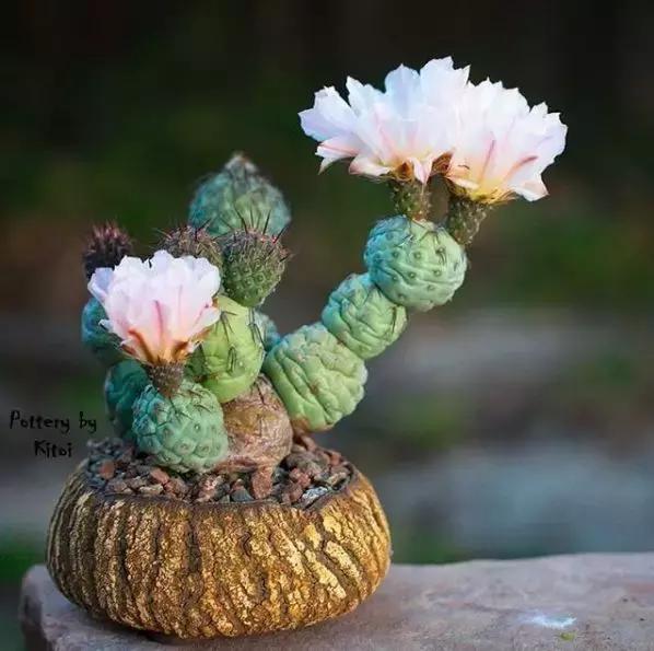 43岁大叔六年养多肉,大叔养各种各样的多肉