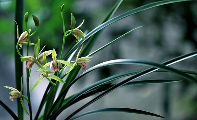 5月份可以给兰花用肥吗用什么肥,秋石斛兰花的养殖方法用什么肥