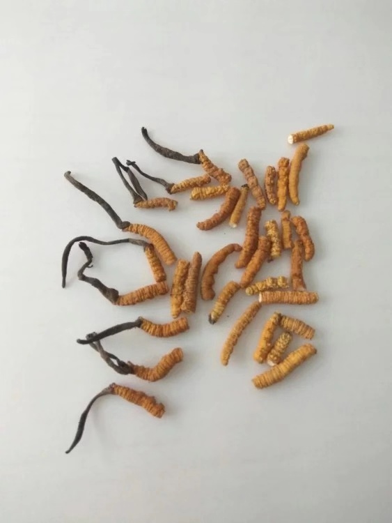 央视揭秘冬虫夏草的骗局,冬虫夏草骗局曝光