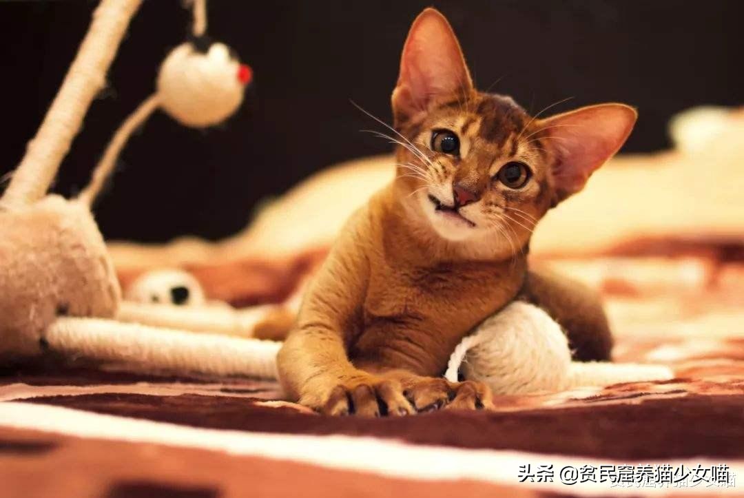 玩水的小猫咪,戏水小猫咪