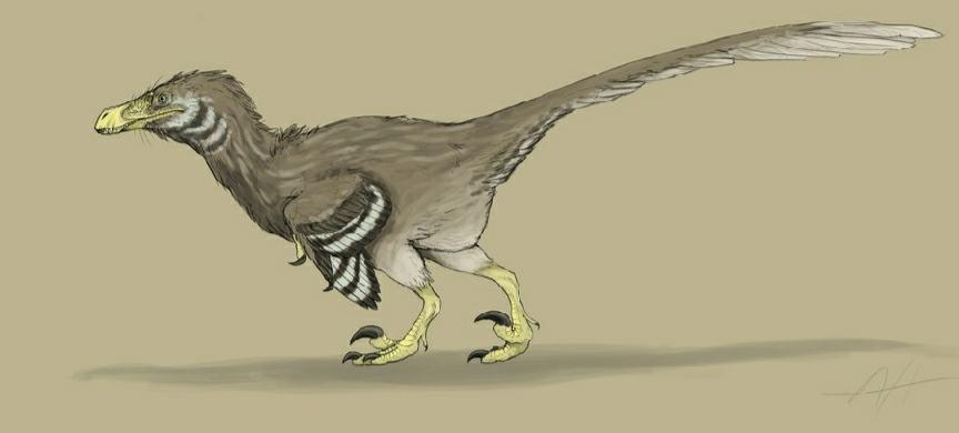 迅猛龙和伶盗龙是不是同一种恐龙,伶盗龙和迅猛龙的区别