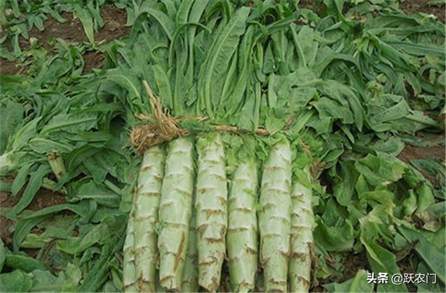 种植致富路,夏季大棚莴笋的种植技术