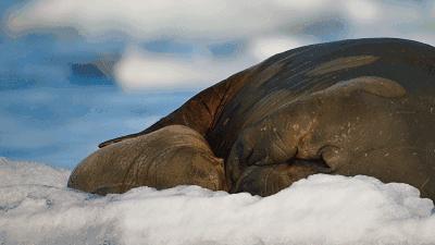 适合宝宝看的动物世界纪录片,十大儿童必看动物纪录片