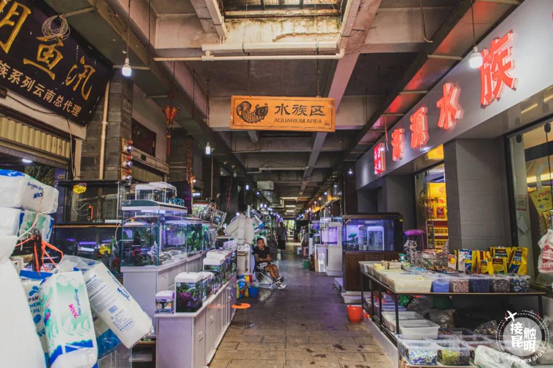 逛逛园博花鸟市场,园博花鸟市场攻略