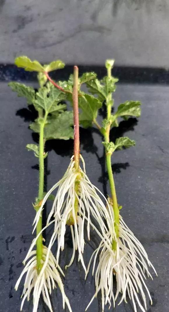 塑料瓶绑在月季上能生根吗视频,水扦插适应哪些花卉