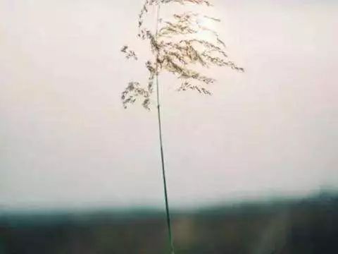 如何理解“圣人常无心，以百姓心为心”？“无心”是什么含义？