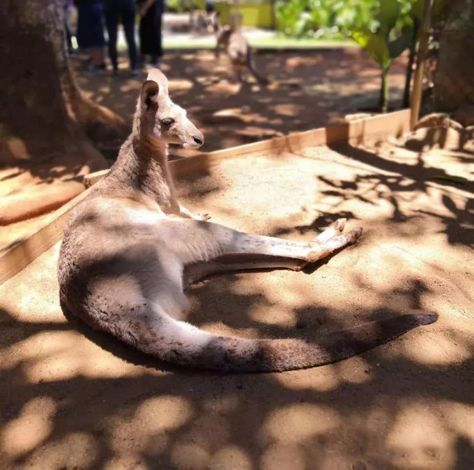 澳大利亚一年游学攻略,第一次出国去澳洲游学
