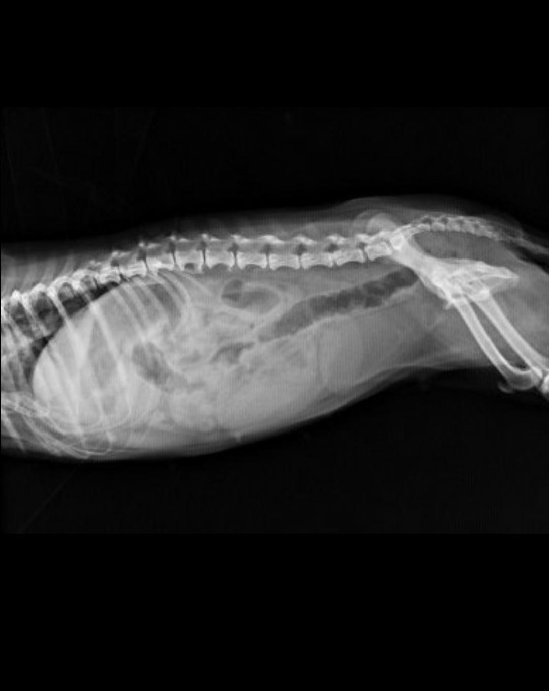 没绝育的代价｜母狗子宫蓄脓，了解了这些问题后再决定如何治疗