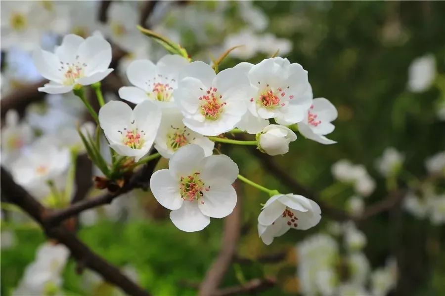 感恩等待，临朐揽翠湖温泉度假村4月4日全面复工营业！让我们共同重启美好春天！#唤醒好*光春**#