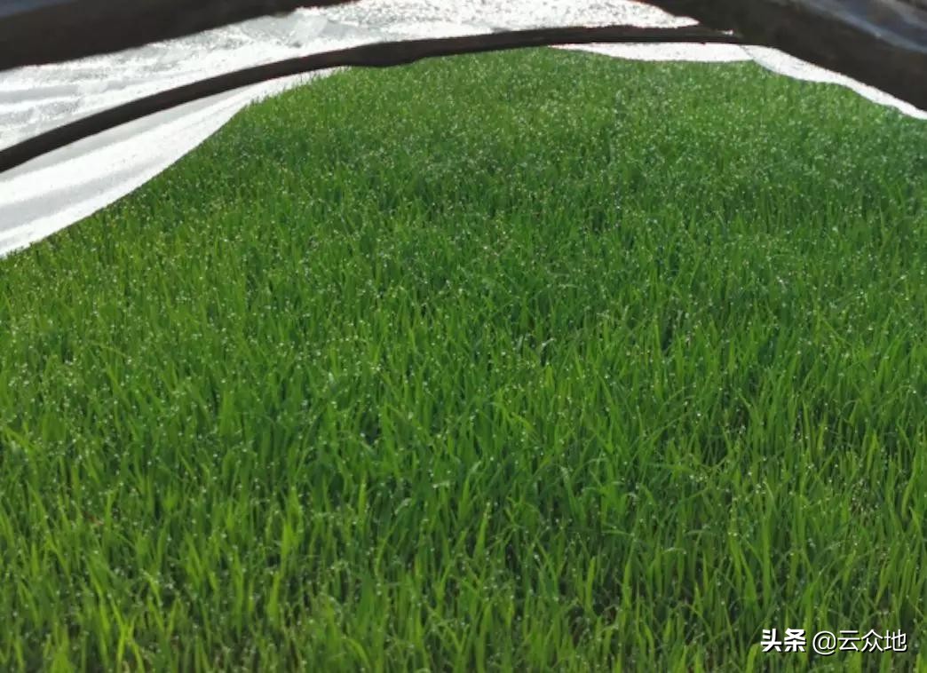 水稻死苗的防治方法,水稻旱育苗期怎么防止死苗