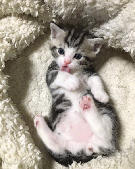 养猫对双相情感障碍有好处,老人养猫为什么能带来好处