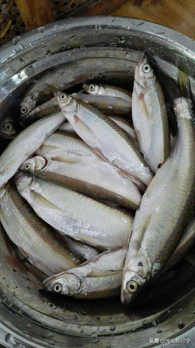 野钓小杂鱼闹窝怎么办,野钓如何避免小杂鱼闹窝