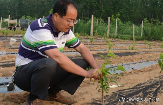 桃树修剪的正确方法和时间,桃树的修剪常识和技术