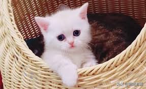 猫咪霉菌耳炎怎么治疗,猫咪霉菌中毒几天发作