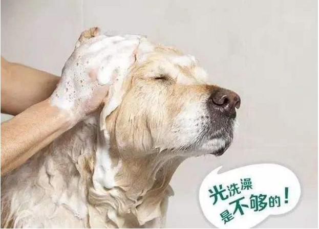 宠物驱虫药的选择，让你不再纠结