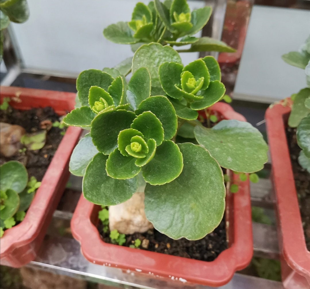 花卉怎么保温过冬,花草怎样降温效果最好