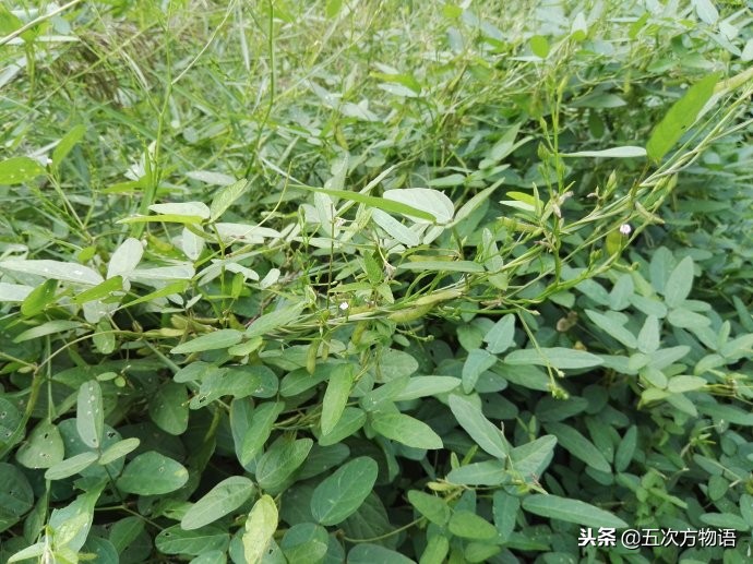 农村常见五种草,农村常见的3种植物