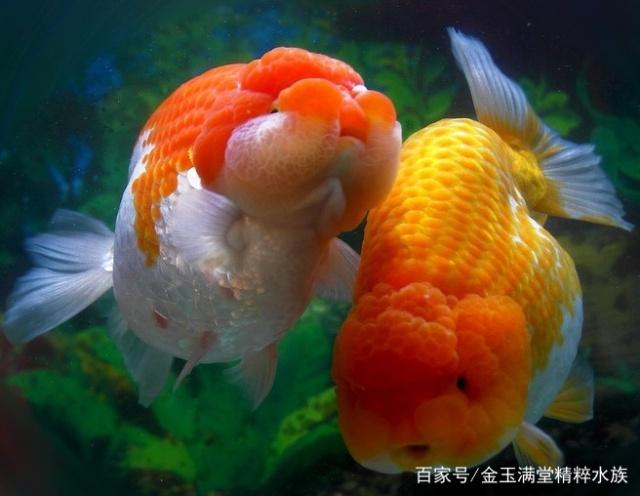 「小毳谈」一种进化失败却成为王的观赏鱼