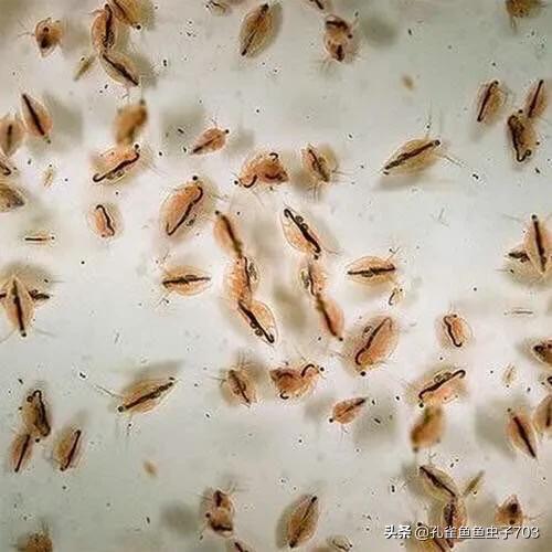 孔雀鱼鱼苗喂什么食物长得快,孔雀鱼需要每天投喂食物吗