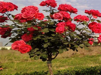 月季树怎么种,月季树怎么修剪才能长得茂盛