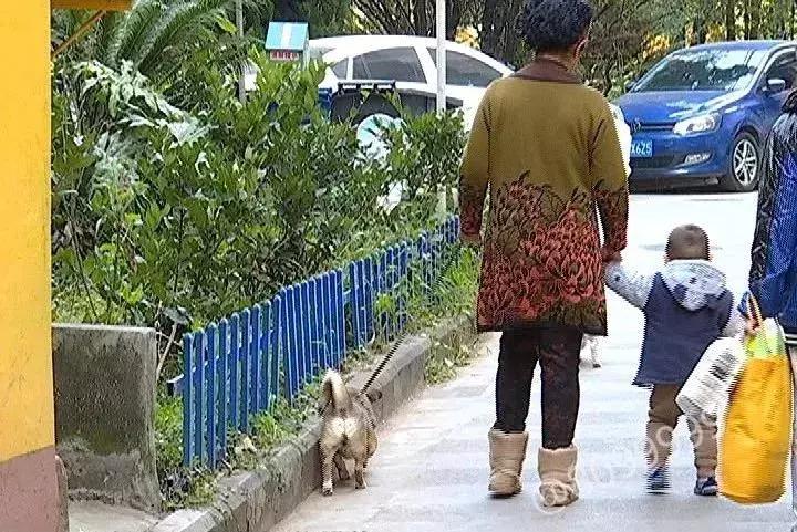 办了狗证有什么权利,狗证是一年一办吗