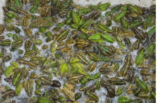 青蛙育种,养殖青蛙技术与方法