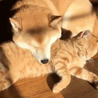 新手如何驯养萨摩耶,怎么养好一只萨摩耶新手