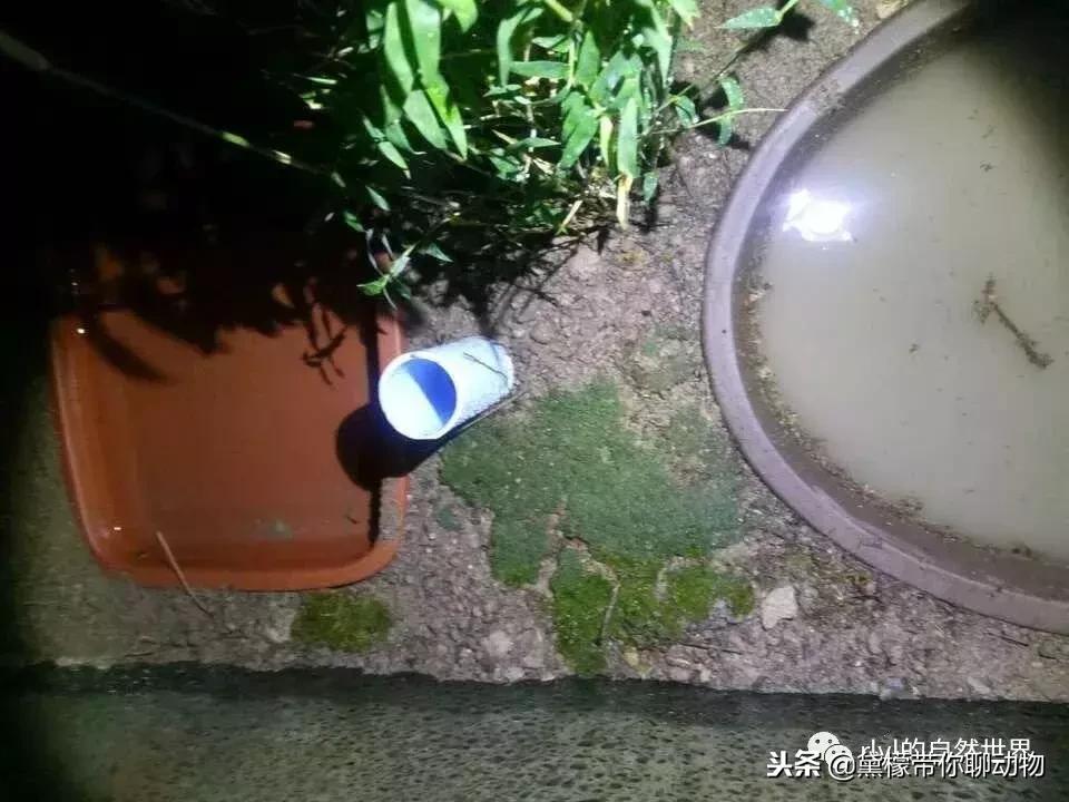 丛林造景黄缘龟池设计图大全,龟宝宝黄缘龟生态缸造景教程