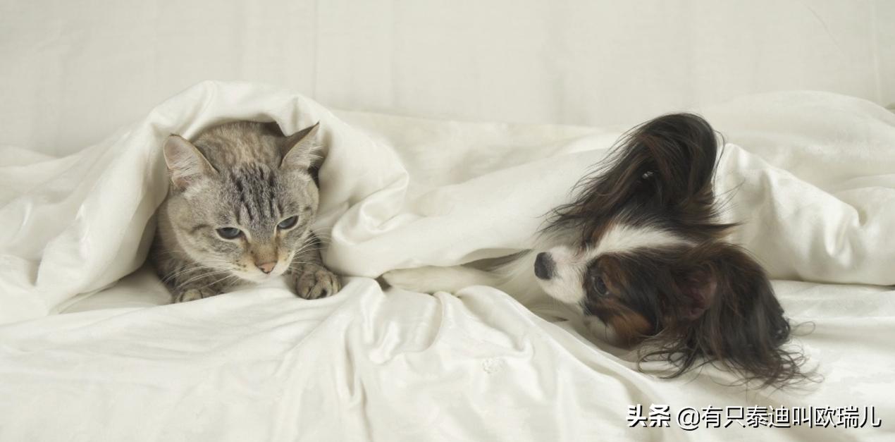 主人不在家猫咪为什么尿床,猫咪尿床怎么办能教训它吗