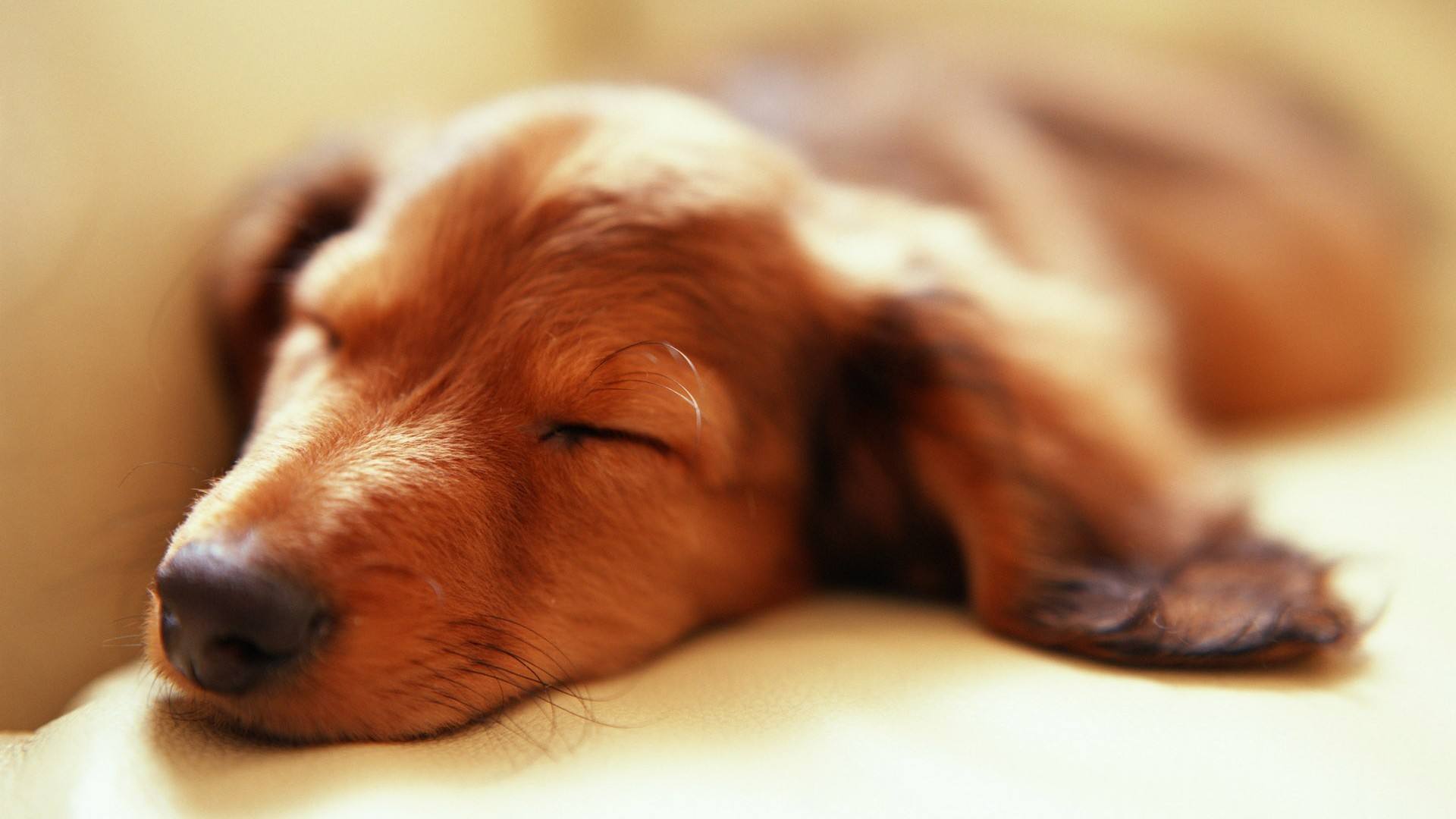 大白宠物视频大全,宠物胰腺日常