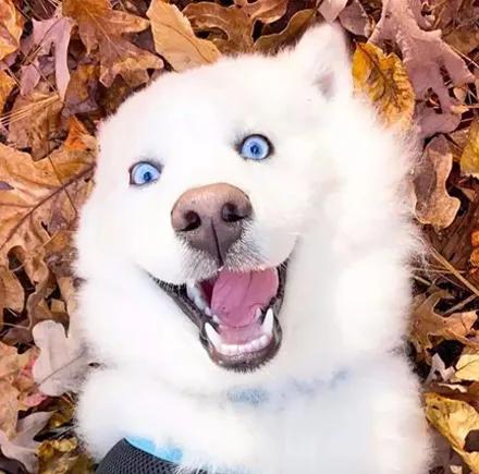 一只经常被误认为萨摩的哈士奇，没想到它居然长这样，太沙雕了