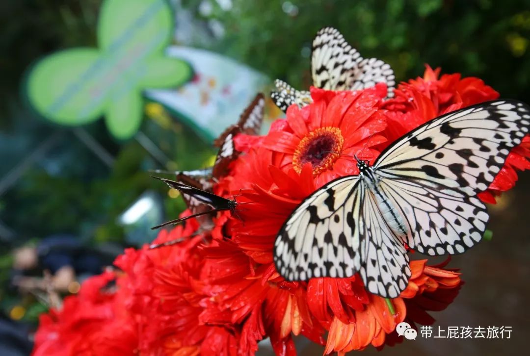 无旅行不暑假亲子游胜地新加坡,新加坡马来西亚亲子游春节